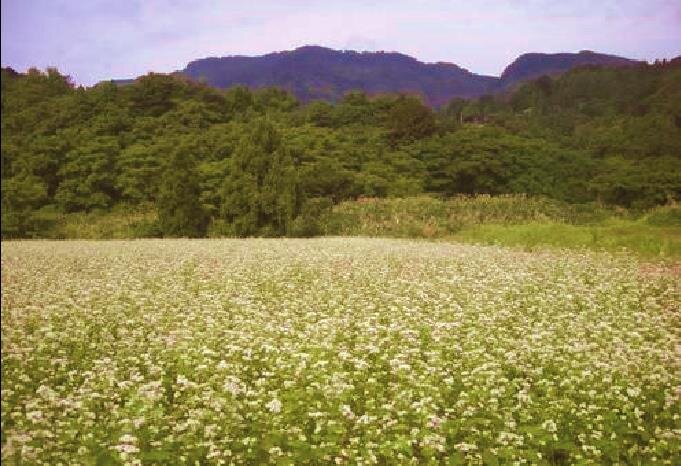 山間地のそば畑（高柳小学校の近く）