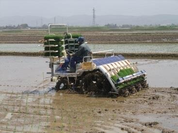 田植え