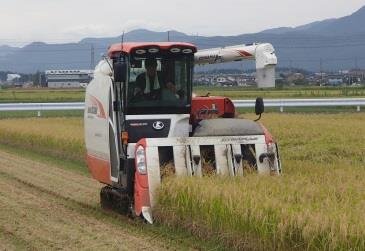 いねかり