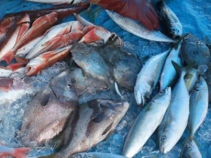沿岸漁業でとれる魚