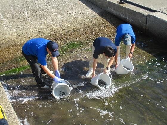 ヒゲソリダイの稚魚放流