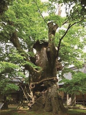 鵜川神社の大ケヤキ